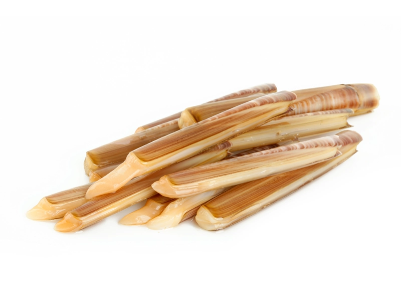 Cannolicchi