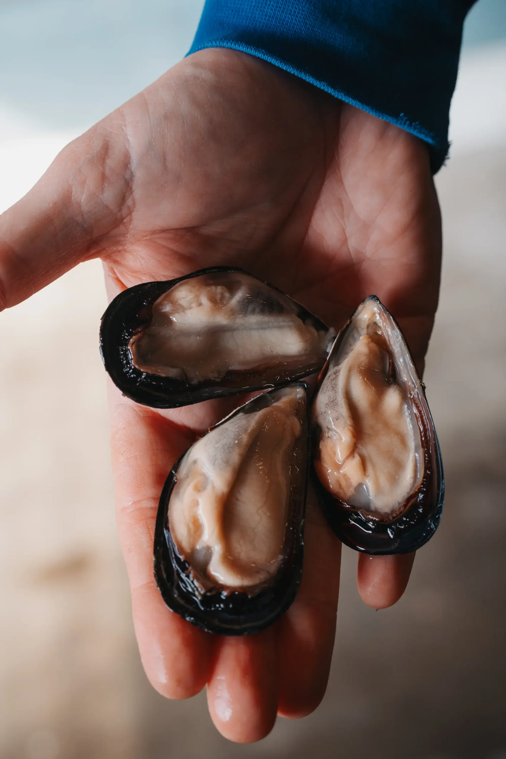 Cozze Fresche