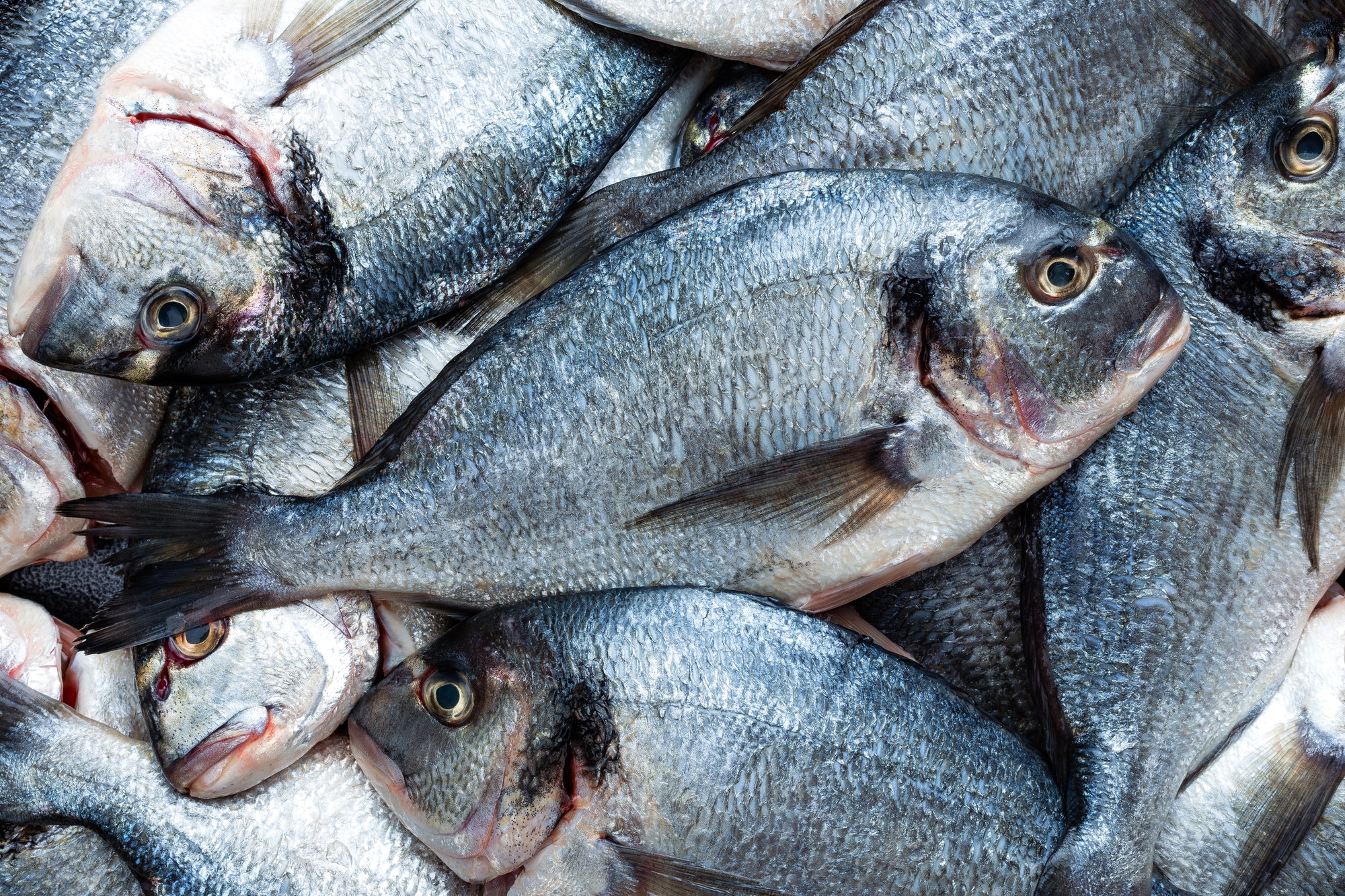 fish fresh sea bream raw dorado fish