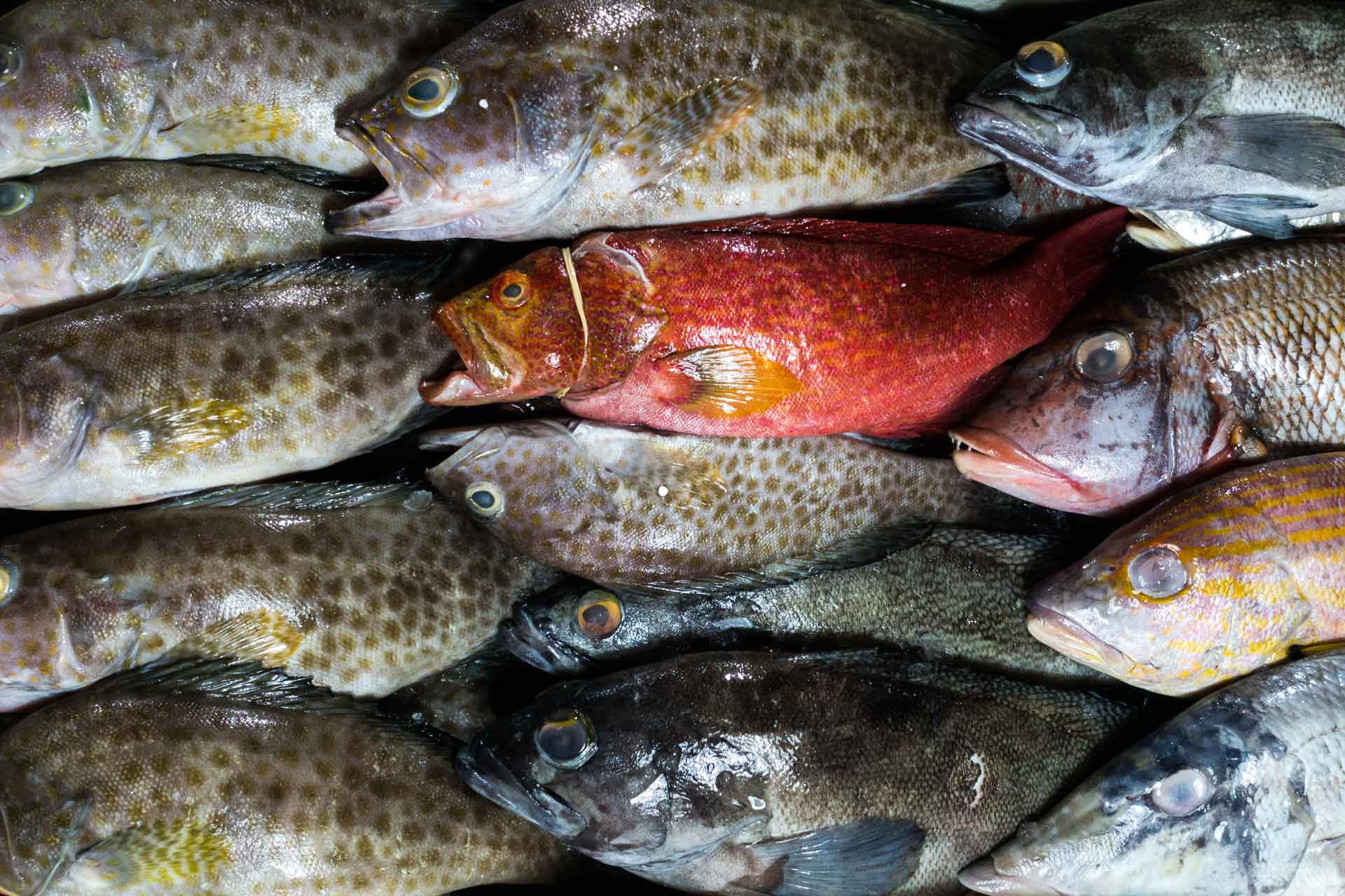 fish on a fish market e1634221404337