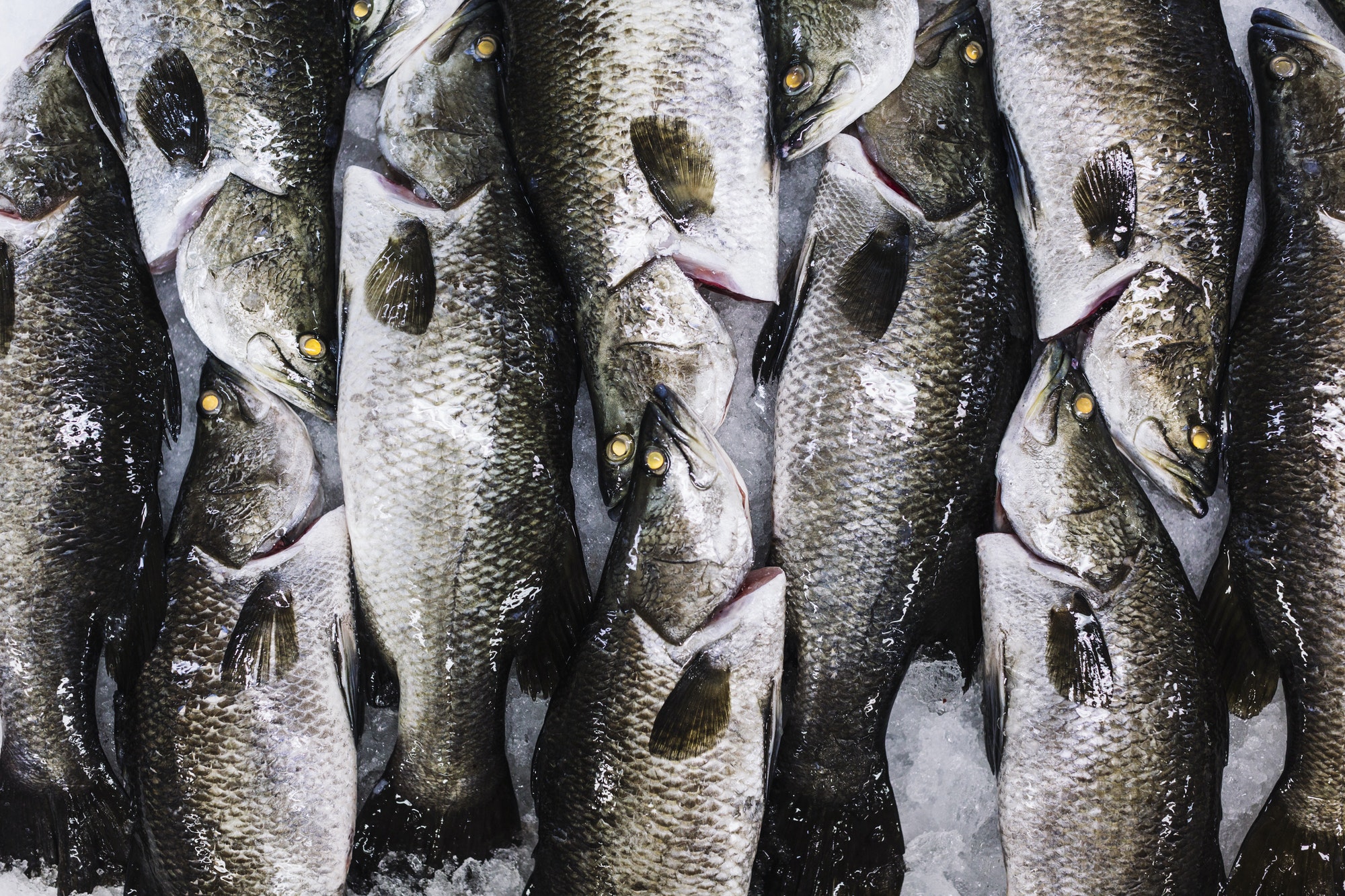 high angle close up of barramundi on ice ready to be cut into portions