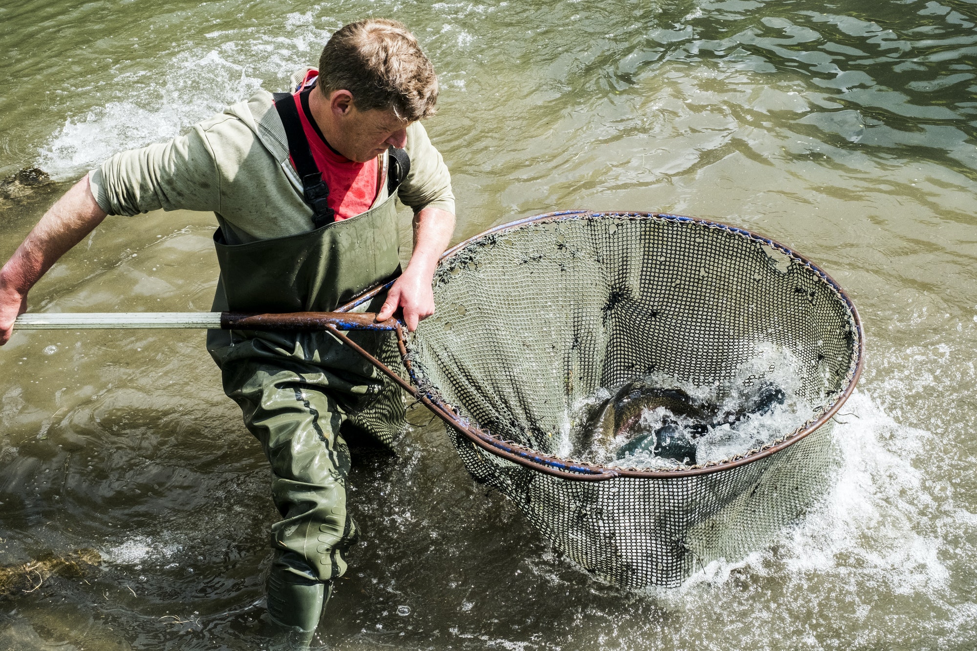 high angle view of man wearing waders standing in a river holding large fish net with trout