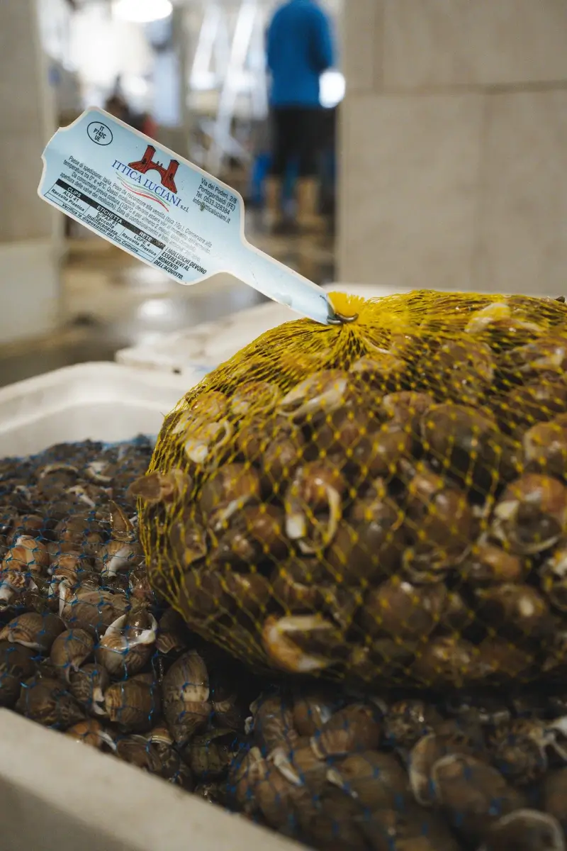Molluschi