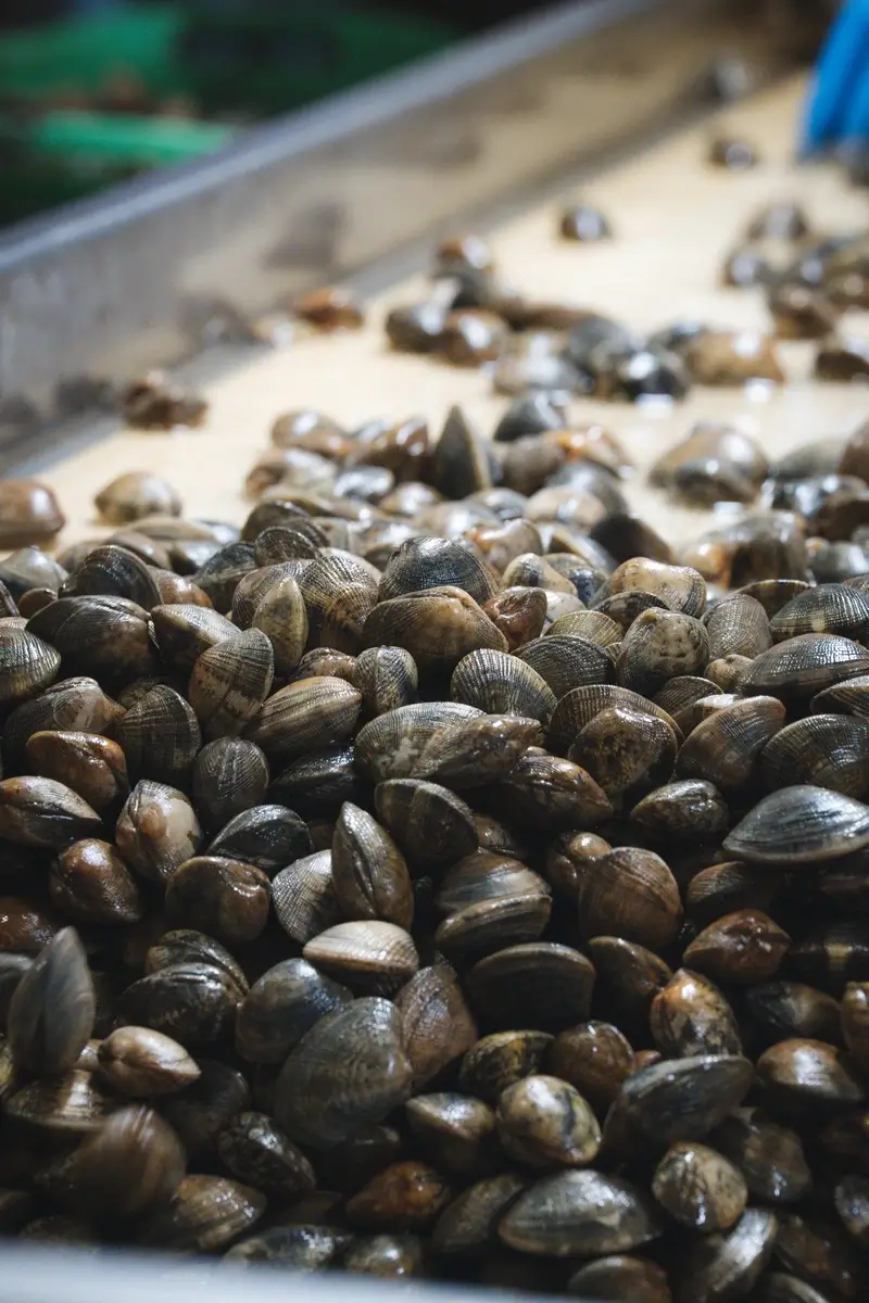 Molluschi