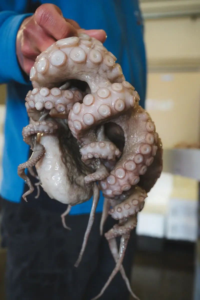Pescato