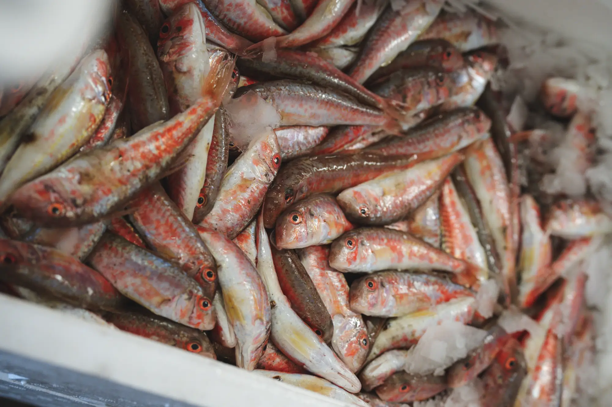 Pesce Ittica Luciani