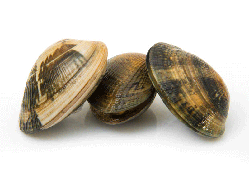 Vongole