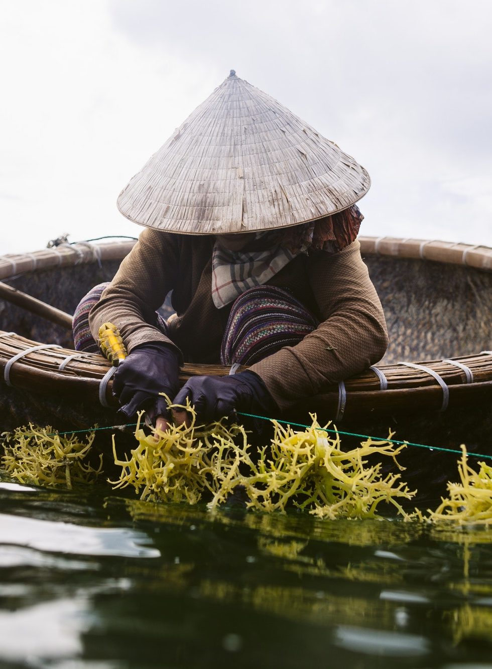 woman wearing straw hat farming seaweed from a small wooden boat e1633875779449