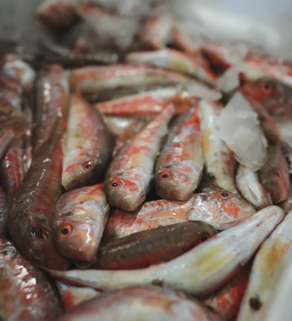 Pesce